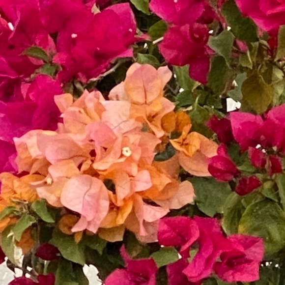 Meet your Posher, Jinny - Picture 3 of 5